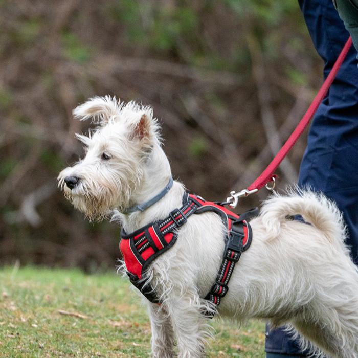 Harnesses