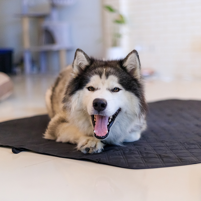 Portable Travel Dog Mat – Lightweight & Comfortable