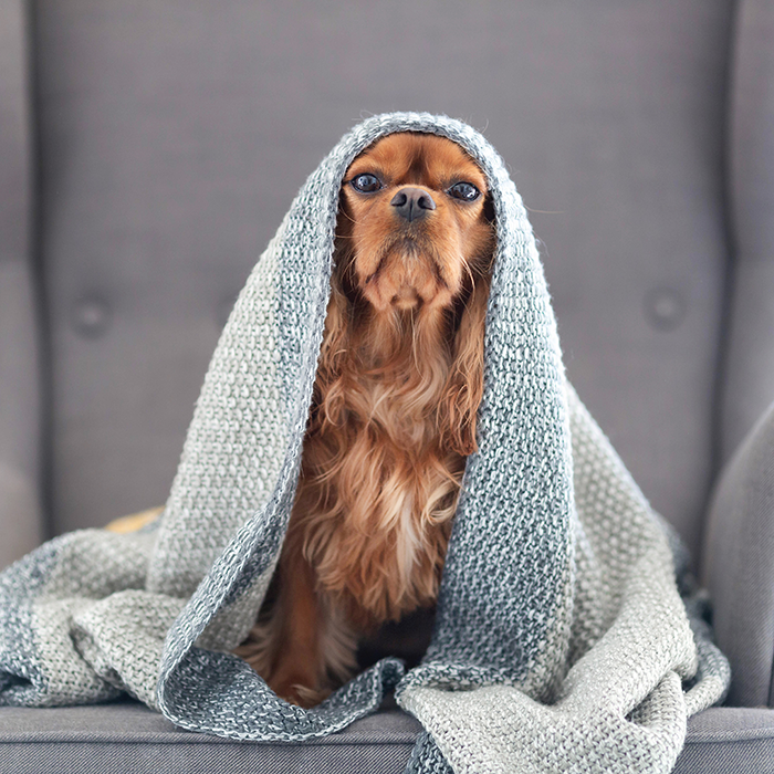 Soft Fleece Dog Blanket – Warm & Comfortable