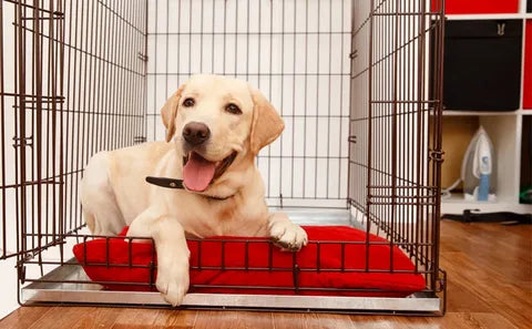 DOG TRAINING TREAT AND TRAINING CRATE (POUCHES)