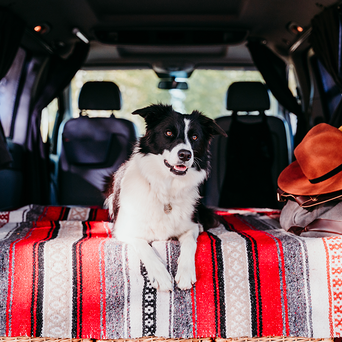 Dog Car Seat Covers