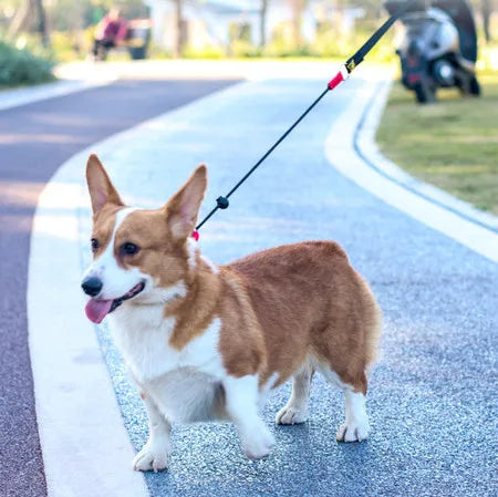 2-in-1 Training Dog Choking Rope Leash