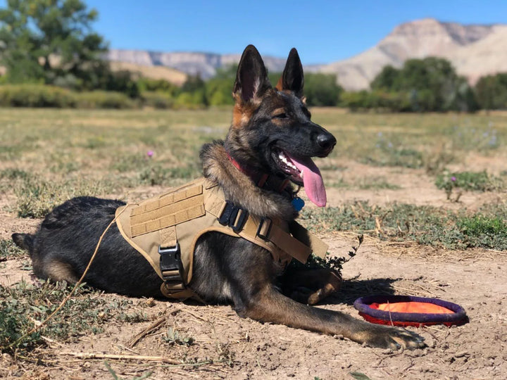 Military Tactical Dog Harness & Leash Set