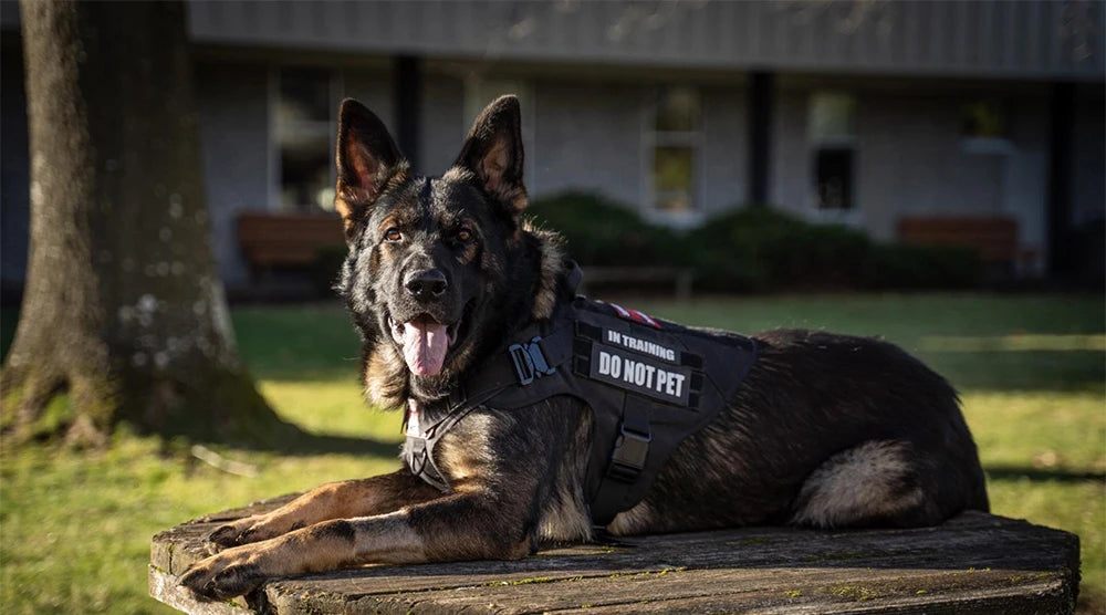 Military Tactical Dog Harness & Leash Set