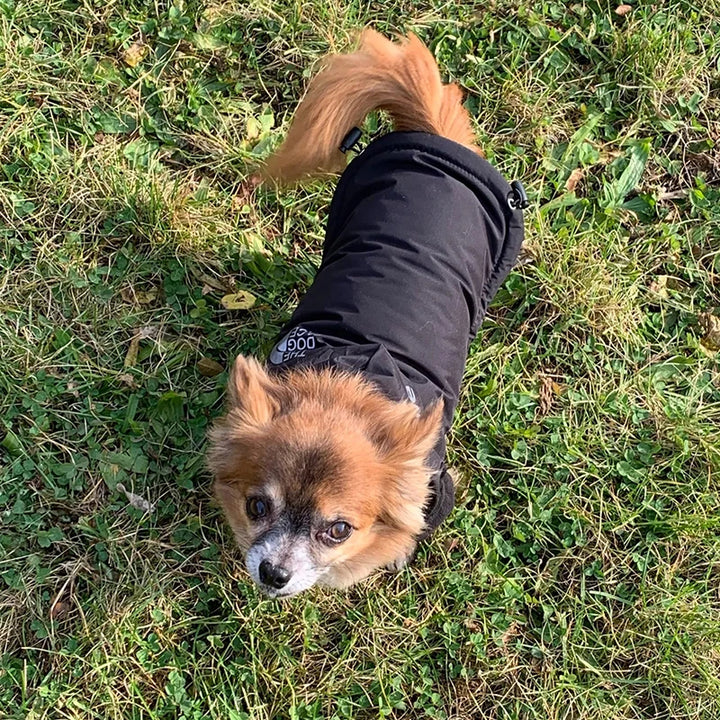 Waterproof Reflective Dog Coat for Winter