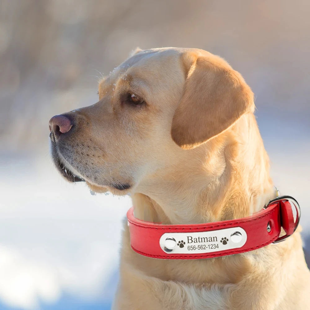 LED Dog Collar USB Rechargeable Glowing